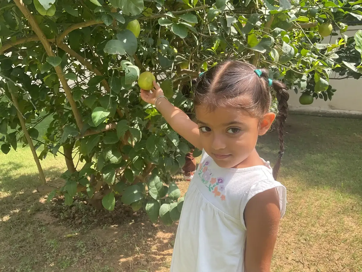 Child plucking a lemon off a tree on the campus