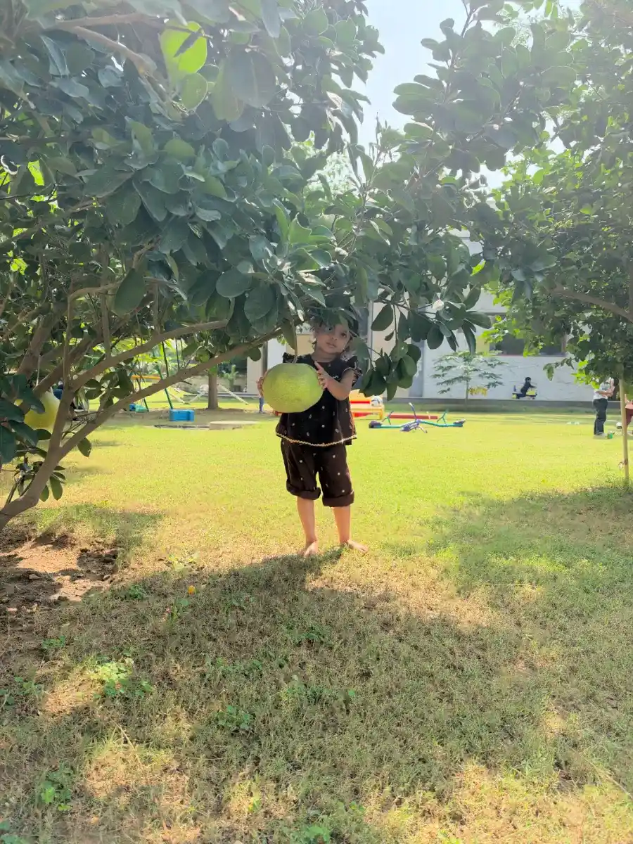 Child touching a pomelo fruit hanging from a tree on the campus